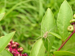 Odiellus troguloides
