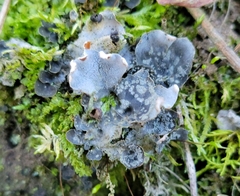 Peltigera didactyla