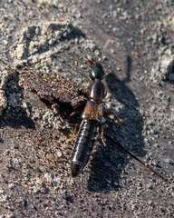 Xantholinus