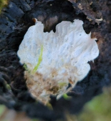 Peltigera didactyla