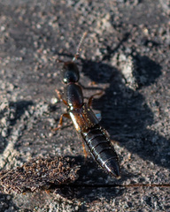 Xantholinus
