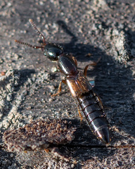 Xantholinus