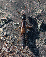 Xantholinus