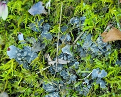 Peltigera didactyla