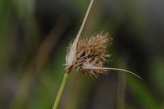 Carex unilateralis
