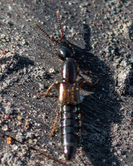 Xantholinus
