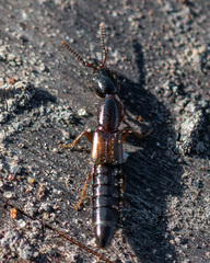 Xantholinus