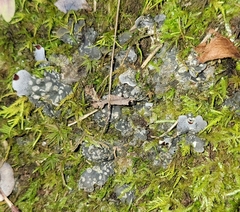Peltigera didactyla