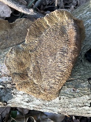 Coriolopsis gallica