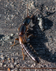 Xantholinus