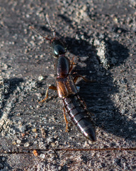Xantholinus
