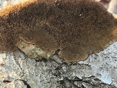 Coriolopsis gallica