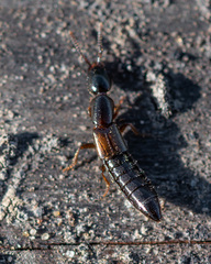 Xantholinus