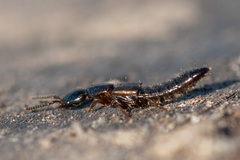 Xantholinus
