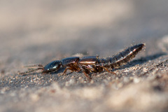 Xantholinus