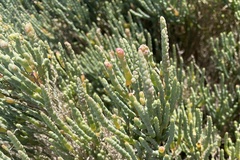 Salicornia littorea