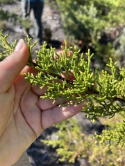 Cupressus abramsiana