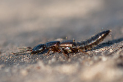 Xantholinus