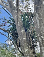 Aechmea bracteata