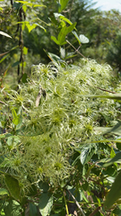 Clematis virginiana