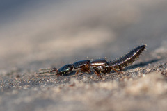 Xantholinus