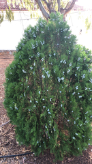 Platycladus orientalis