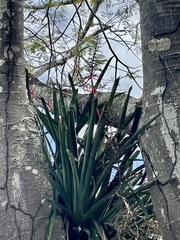 Aechmea bracteata