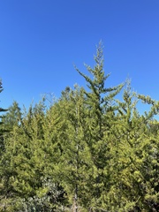 Cupressus abramsiana
