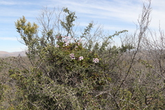 Pelargonium peltatum