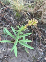 Solidago missouriensis