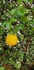 Citrus trifoliata