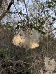 Clematis pauciflora