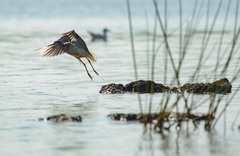 Tringa nebularia