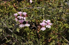Pelargonium peltatum