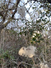 Clematis pauciflora