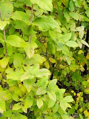 Lonicera tatarica