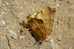 Selenia dentaria