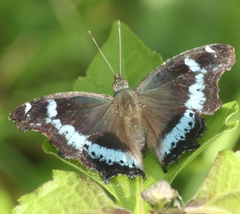 Kaniska canace
