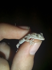 Tarentola mauritanica mauritanica