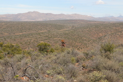 Aloe ferox