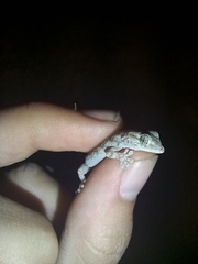 Tarentola mauritanica mauritanica