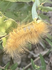 Pygarctia