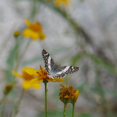 Heliopetes domicella