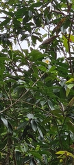 Camellia