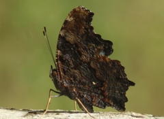 Kaniska canace