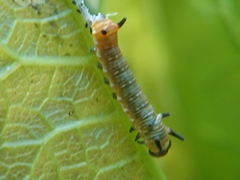 Euploea core