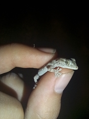 Tarentola mauritanica mauritanica