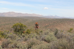 Aloe ferox