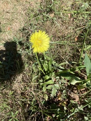 Pyrrhopappus carolinianus