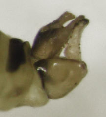 Blastopsylla occidentalis